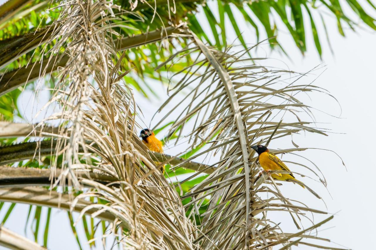 Tamba Kuruba Eco-Lodge Folonko Kültér fotó
