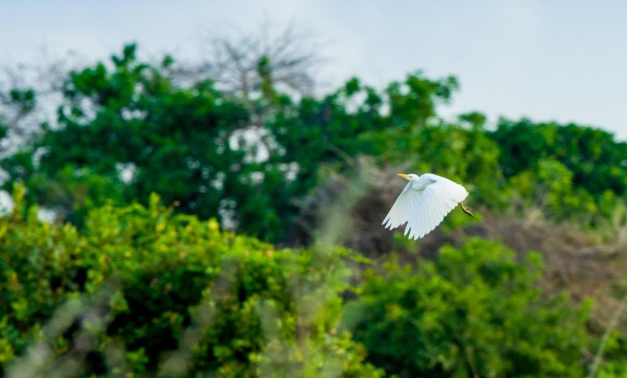 Tamba Kuruba Eco-Lodge Folonko Kültér fotó