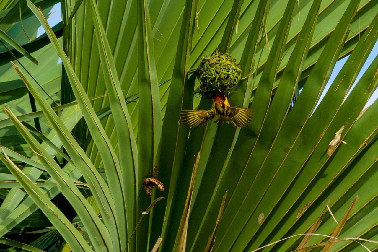 Tamba Kuruba Eco-Lodge Folonko Kültér fotó